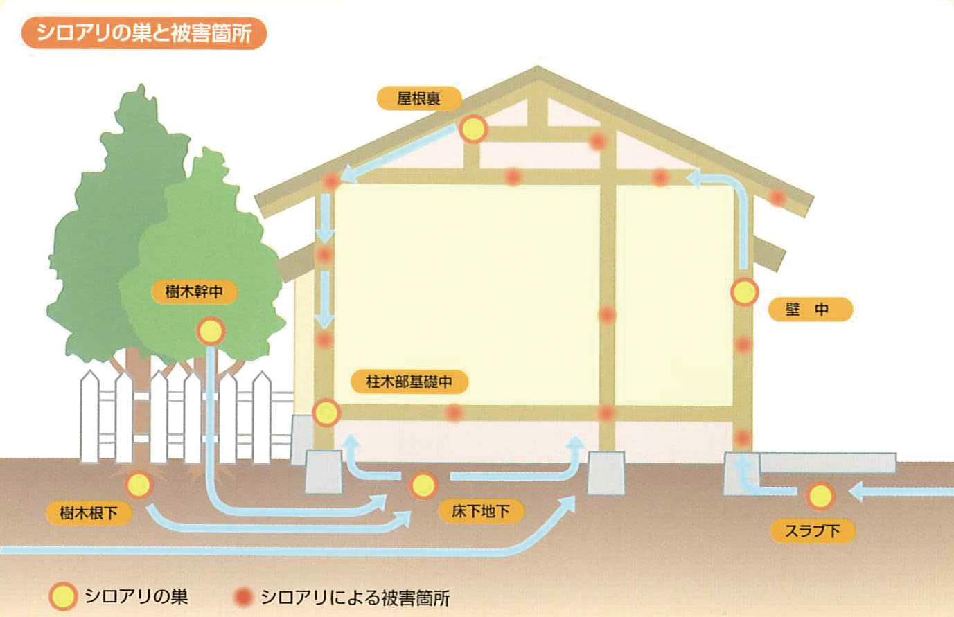 シロアリ防除サービス 住まいのシロアリ対策は大丈夫ですか 害虫防除 有限会社クリーンズ